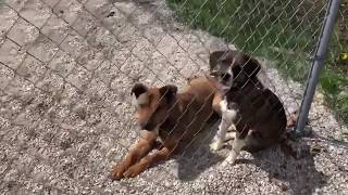 Buddy and June - They need a home!! by janisjunkie69 56 views 5 years ago 1 minute, 55 seconds