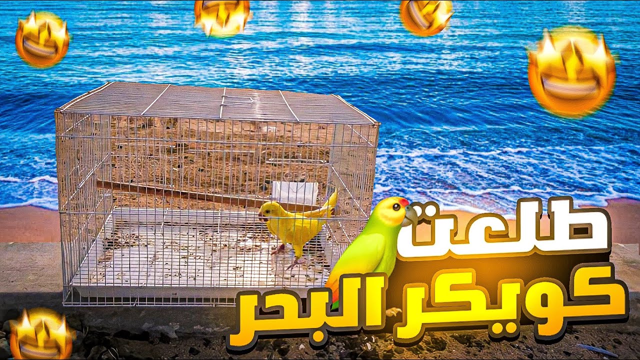 هدد خارجي مع الكويكر هرب ولالا.؟