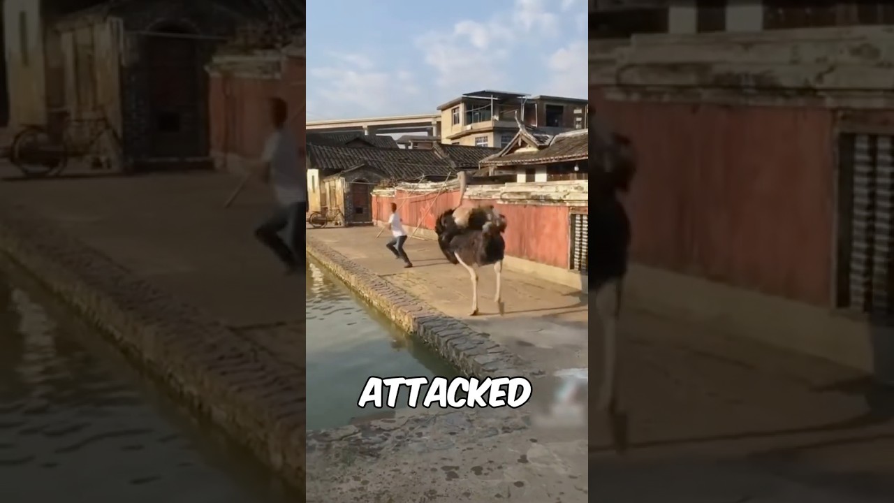 Amazing Ostrich  😱