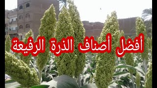 أصناف الذرة الرفيعة.. الأفضل إنتاجية وأعلى الأرباح