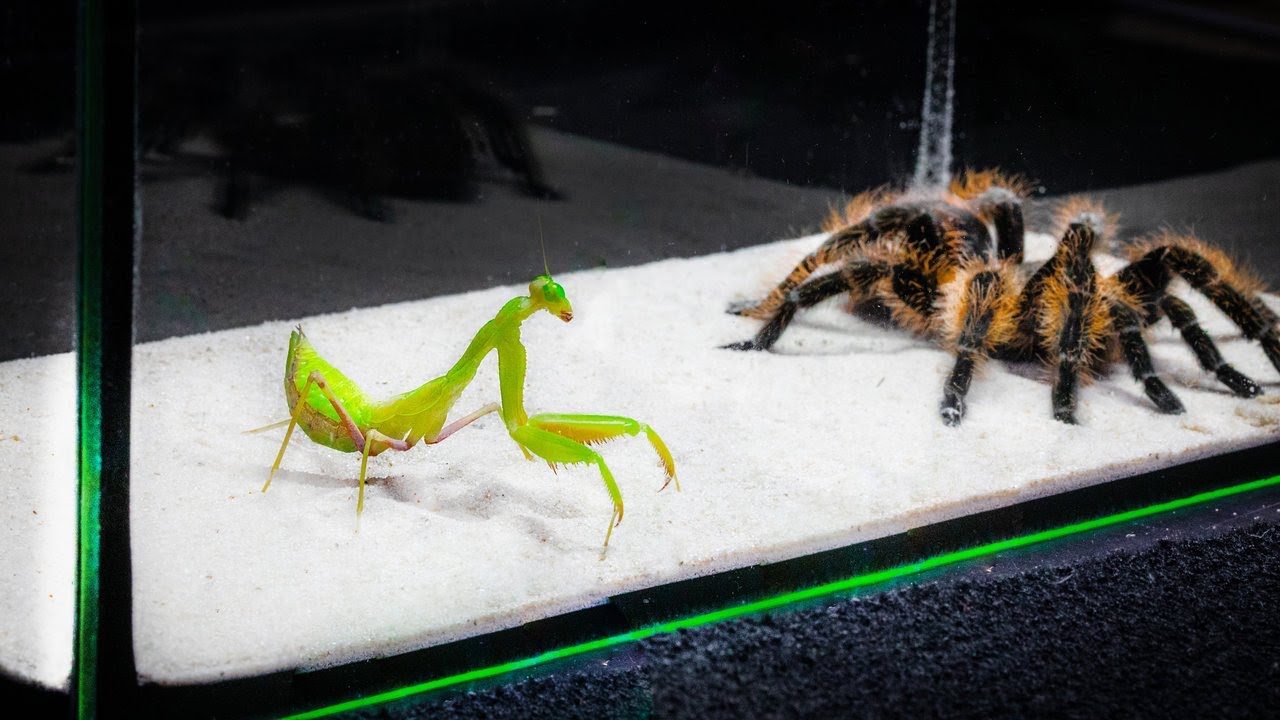 What Will Be If The Mantis Sees The Big Spider - Youtube