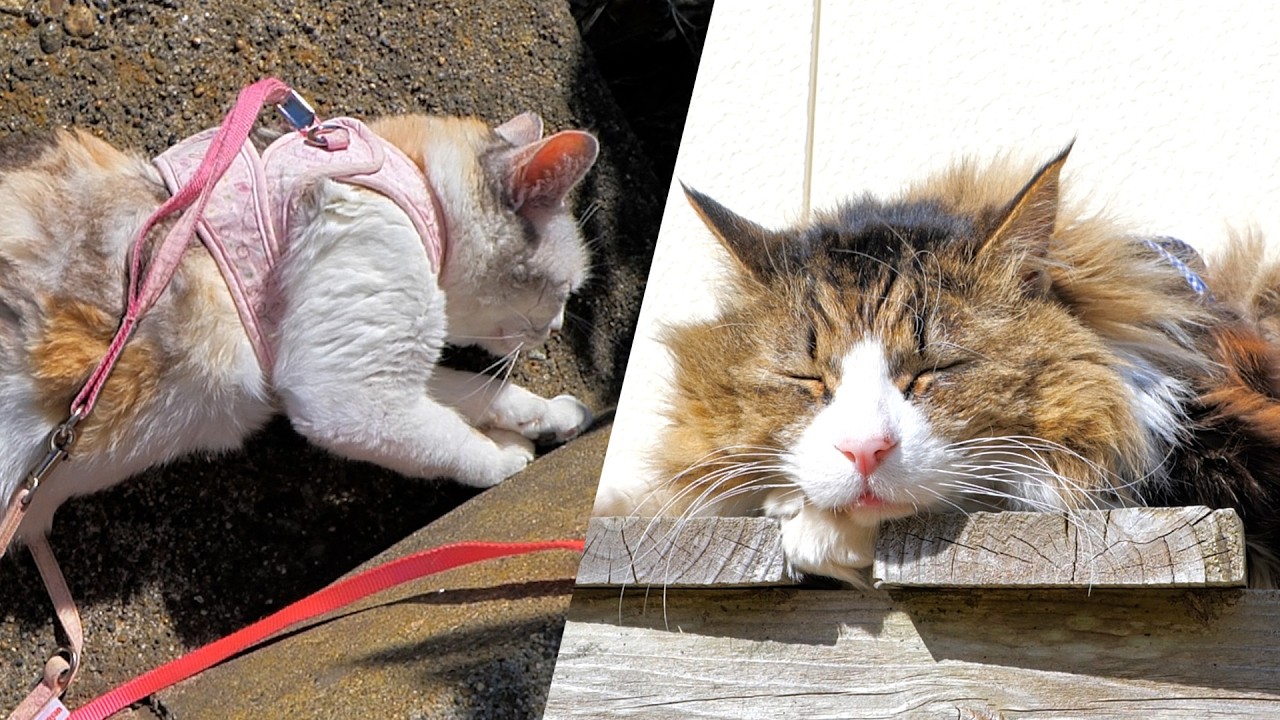 Bees Gone, Peace Restored: A Spring Sunday with Papa and the Cats