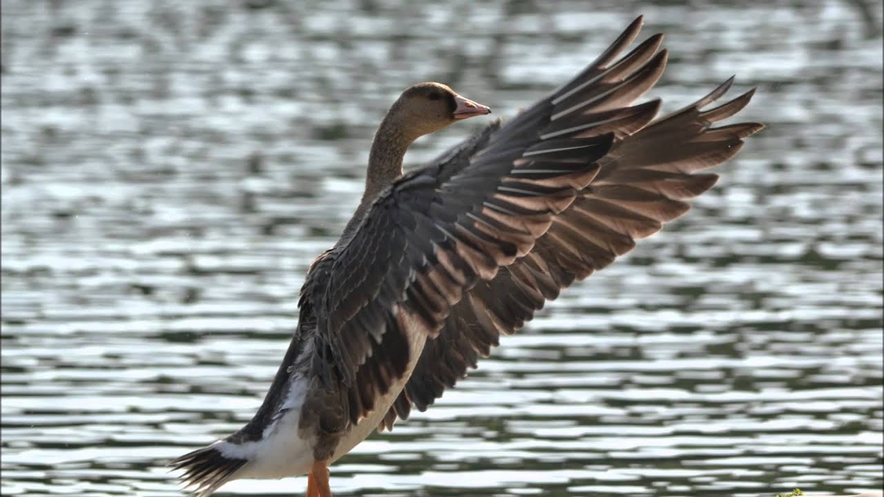 BIRDS OF DUBAI , UAE (PART-1) - YouTube