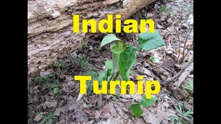 Identifying Wild Plants: Jack-in-the-pulpit, Indian Turnip
