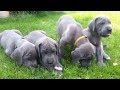 Deutsche dogge litter  f  462014  puppies 55 weeks old i