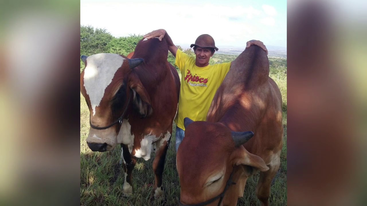 Toada do Carro de boi na voz de Mimin do Gado e Diógenes Pereira