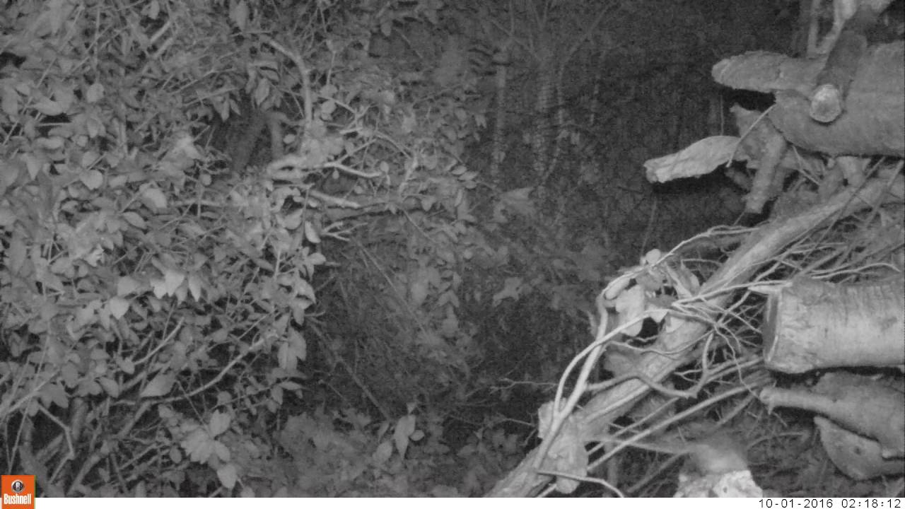wood mouse in the garden log pile YouTube