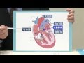 あなたの保健・医学講座：心臓・大動脈手術（2012.3.18）