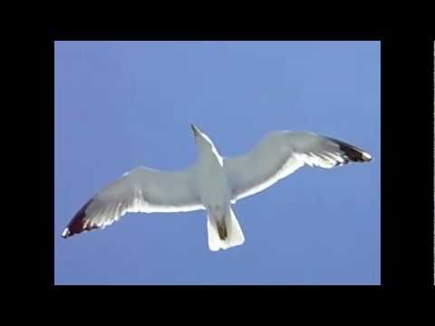 Seagull