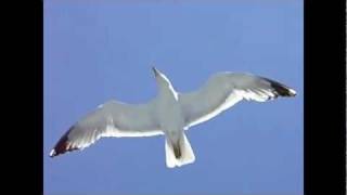 Vignette de la vidéo "Bad Company-Seagull"