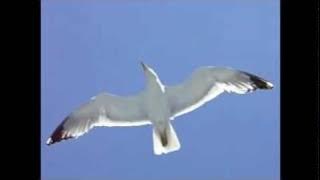 Bad Company-Seagull