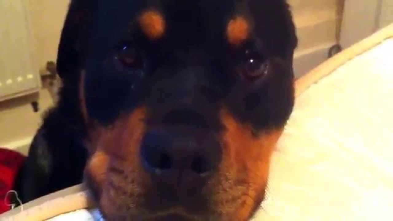 are rottweiler affectionate