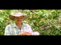 Cultivo de Mango Parte 2 - Tv agro By Juan Gonzalo Angel