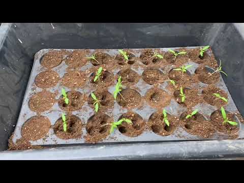 Video: Eco Tomato, Toplanabilir Domates Tohumları