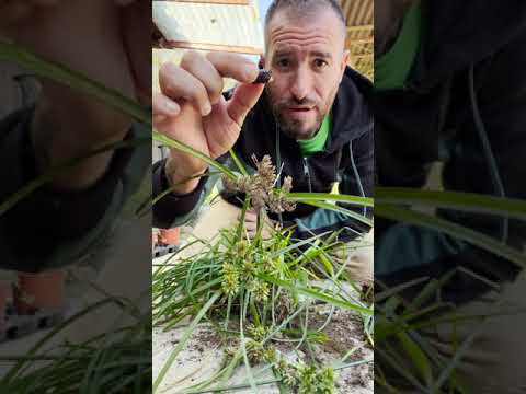 Video: Juncia - una hierba que crece en todas partes