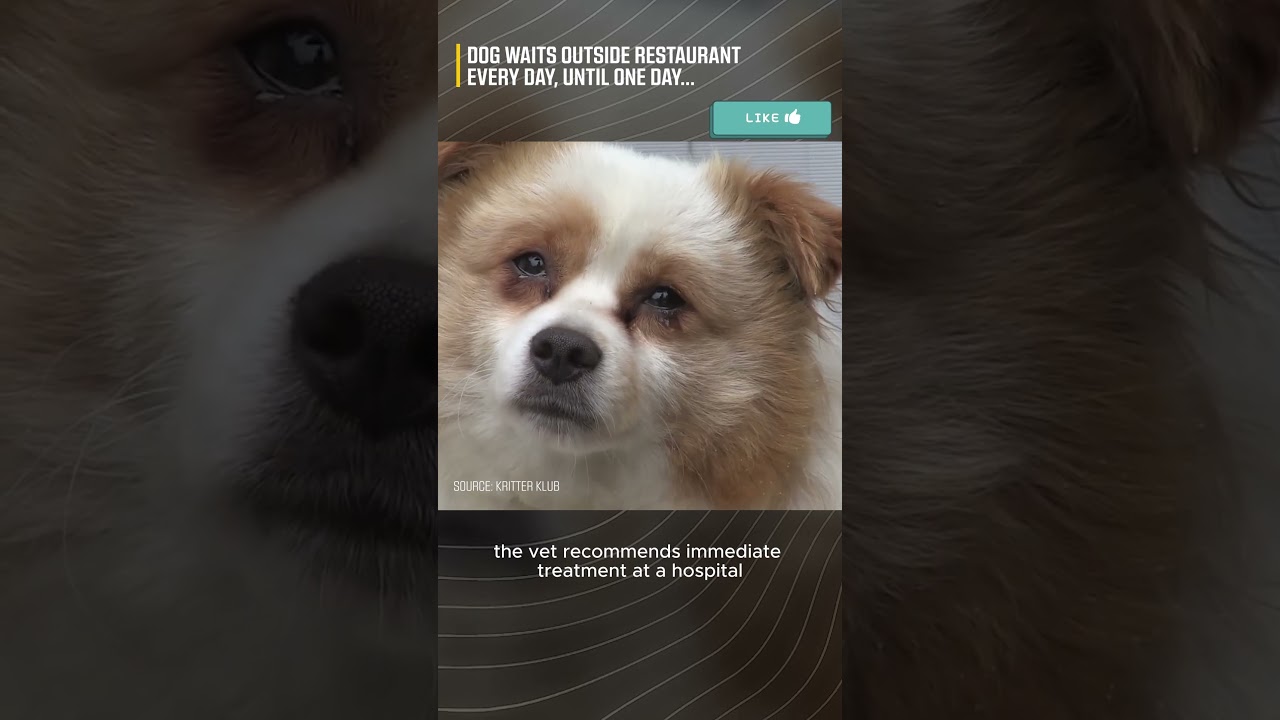 Dog Waits Outside Restaurant Every Day, Until One Day.