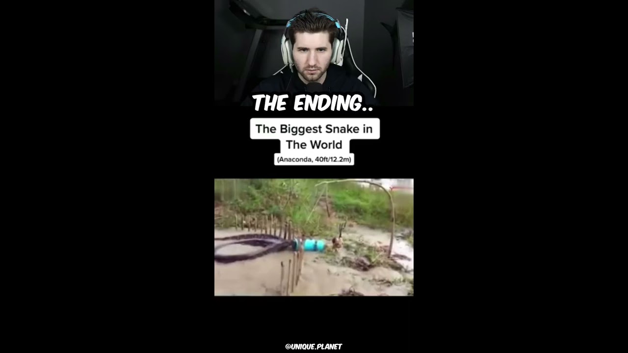 BIGGEST SNAKE IN THE WORLD 