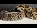 Timber Rattlesnakes! Everything To Know!