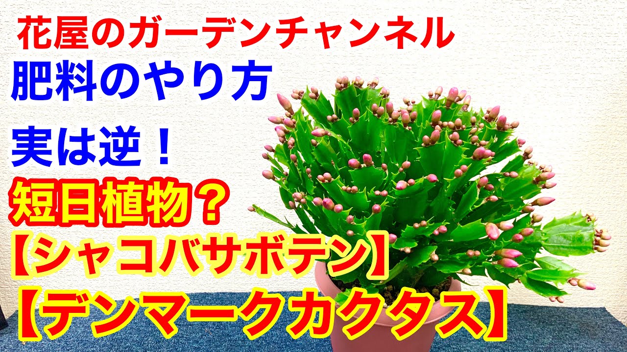 シャコバサボテン】【デンマークカクタス】花屋が教える園芸知識