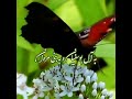 عمرکشون ۹ربیع Omar Koshon عمرکشون ۹ربیع Omar Koshon