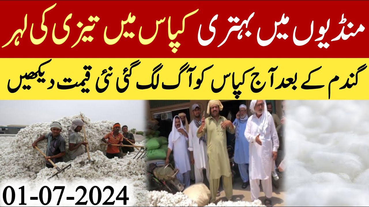 Cotton price today 2024/kapas rate today 2024/kapas price today2024/cotton price in punjab2024