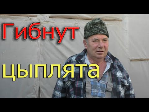 Почему погибают цыплята после покупки? | Причина гибели цыплят