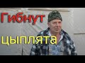 Почему погибают цыплята после покупки? | Причина гибели цыплят