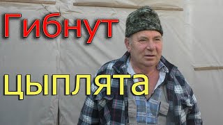 видео: Почему погибают цыплята после покупки? | Причина гибели цыплят картинка: Почему погибают цыплята после покупки? | Причина гибели цыплят