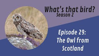 The Owl From Scotland! What's That Bird? Episode 29