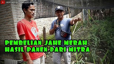 Panen Jahe Merah dari Mitra||Jahe Merah Jombang