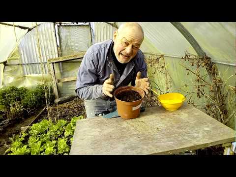 semer-les-pois-mange-tout-en-pot