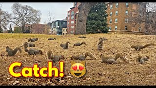 Zippy Squirrels Everywhere! 😳 Entertainment for Pets by We Family 4,150 views 1 year ago 1 hour, 11 minutes