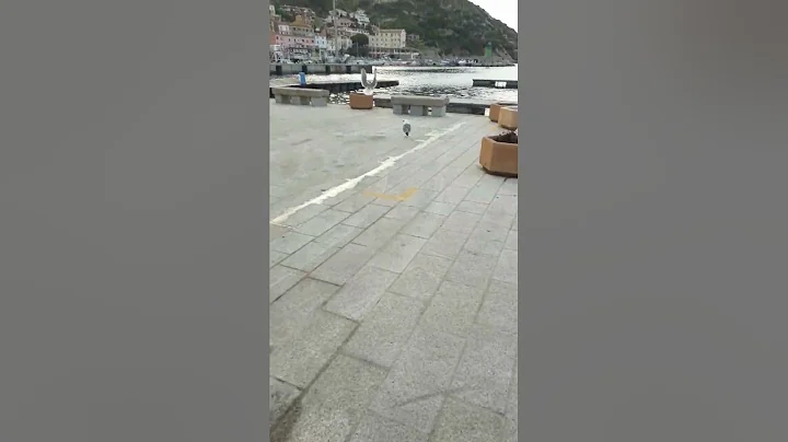 il gabbiano al giglio
