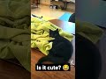 is it cute? 😂 #shorts #cat #funny #viral #subscribe #youtubeshorts