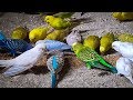 100 Pair Budgies | BUDGIES HUT