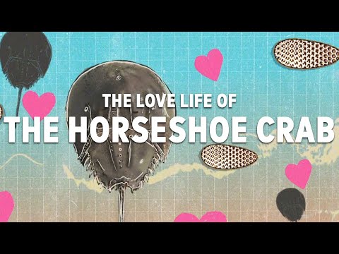 The Love Life of the Horseshoe Crab | A mating ritual 450 million years old || Wild Lives ep. 3