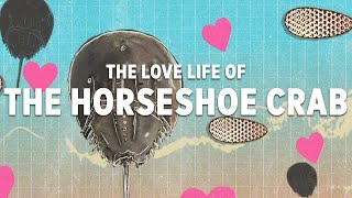 The Love Life of the Horseshoe Crab | A mating ritual 450 million years old || Wild Lives ep. 3