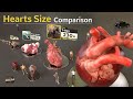 Heart size comparison  animal hearts size  monster characters heart size