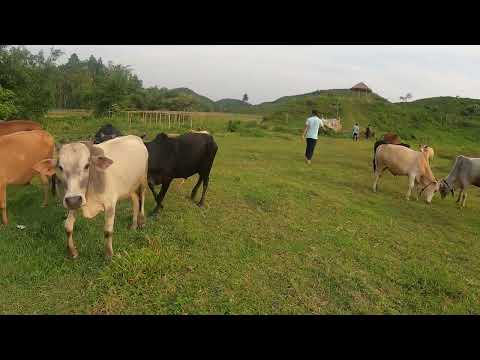 Male Cow mating with female cow | Organic life | Bangladeshi Village life-raw footage