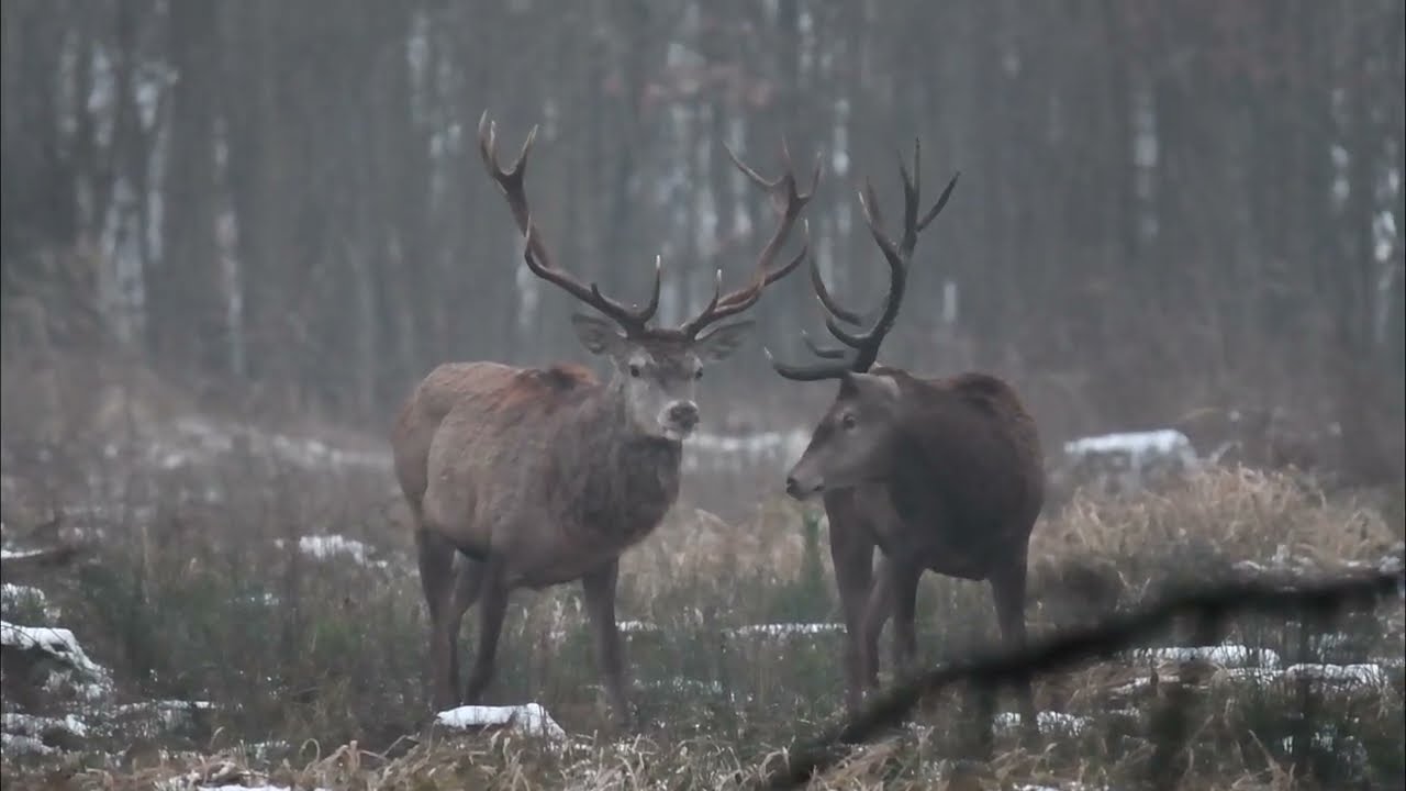 Chmara jeleni byków w zimowy poranek 