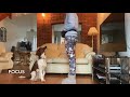 Welsh Springer Spaniel Puppy Trick Training の動画、YouTube動画。