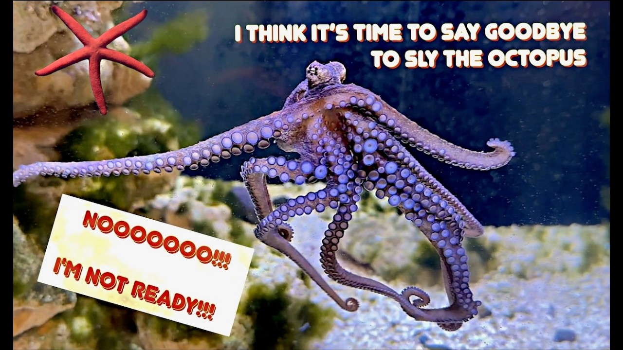 I Think It's Time To Say Goodbye To Sly The Octopus