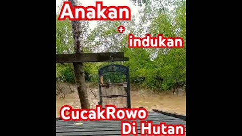 Anakan + indukan Cucak Rawa Hutan Asli Alam Liar #cucakrawa #cucakrowo #cucakrowohutan # #muraibatu