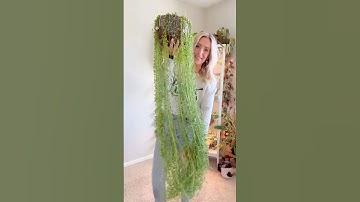 String of pearls 🫶🏻💚 #plant #houseplants #plantlove #houseplant #indoorplants #plantcare