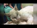 Rescue Cat Regains His Sight And Surprises Rescuers With His Beautiful Eyes When He Finally Opens Th