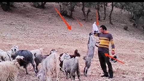 Part 2 Nomadic migration