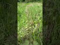 A kind of Chinese herb used for cooking fishes