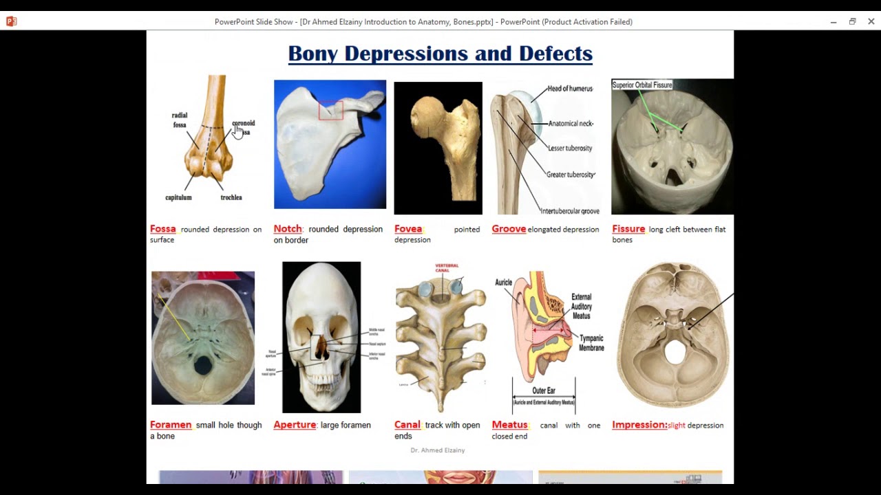 Anatomy of Bones Part 2 - YouTube
