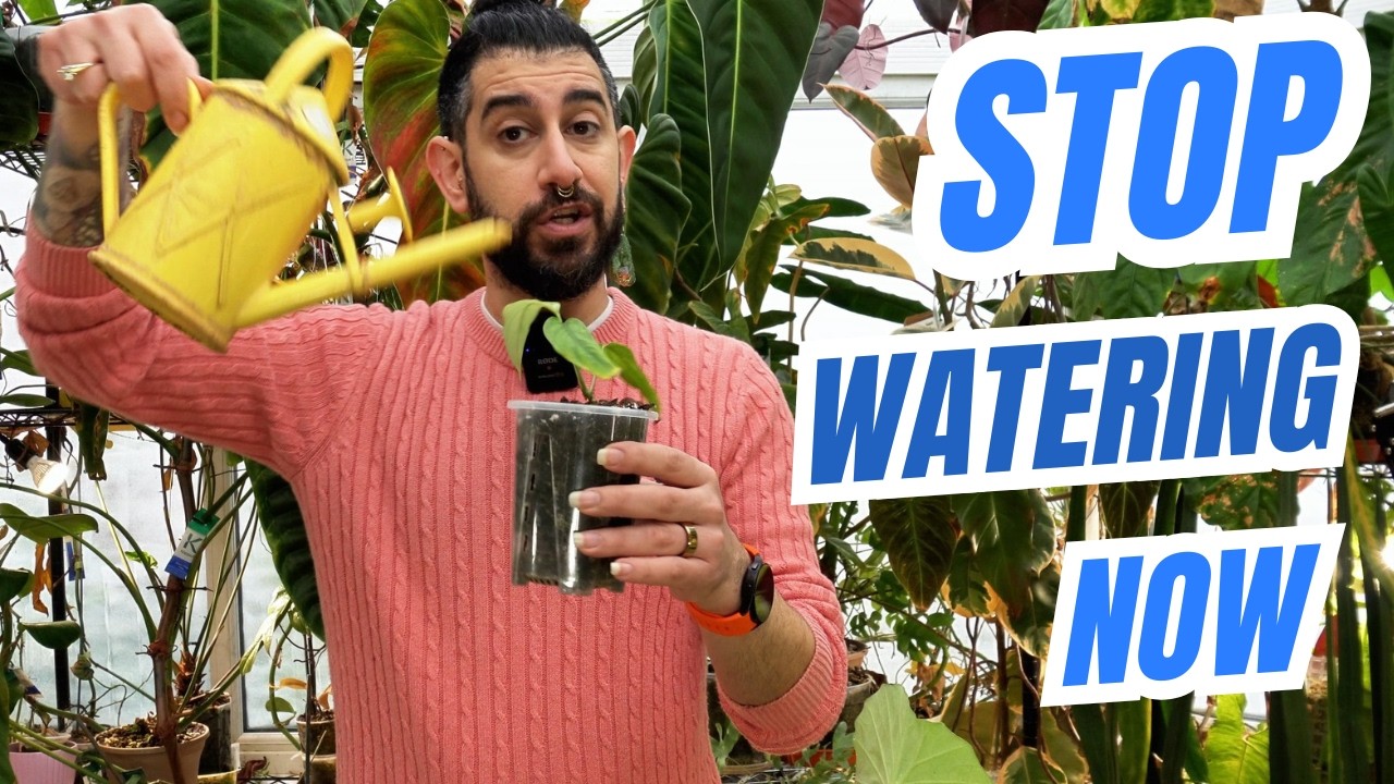 Before You Water Your Houseplant Again… Watch This 🌿⚠️