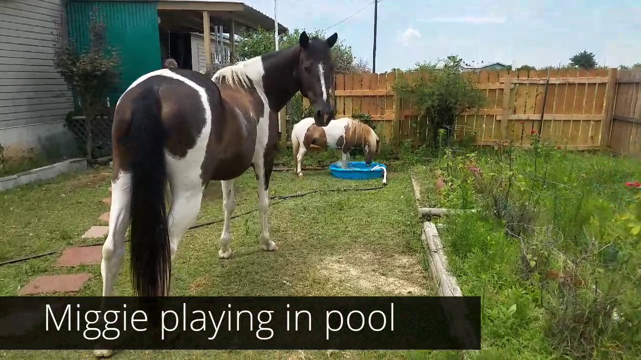 Miniature horse preparing for labor getting restless before foaling
